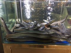 -本炙炭烤·蒲烧活鳗料理店(金沙洲店)