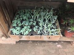 -李先生(邢台国际新城店)