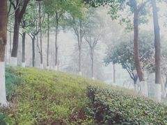 -重庆市江北嘴中央商务区中央公园