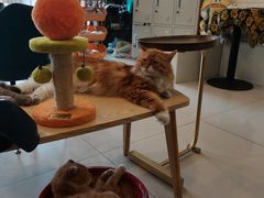 -平行世界·猫咖(首经贸店)