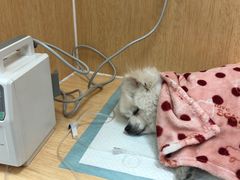 -美联众合动物医院·24h京西诊疗中心