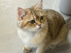 -藏猫猫咖啡主题馆(中央大道店)