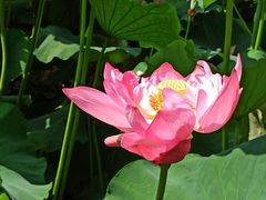 -黄兴公园