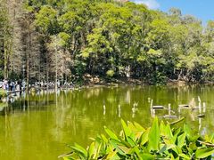 -深圳仙湖植物园