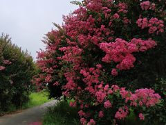 -武汉紫薇都市田园