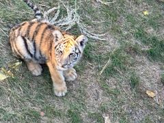 -西霞口神雕山野生动物世界