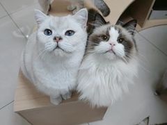 -鼓捣猫呢主题猫咖店