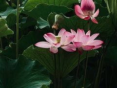 -洛阳市隋唐城遗址植物园