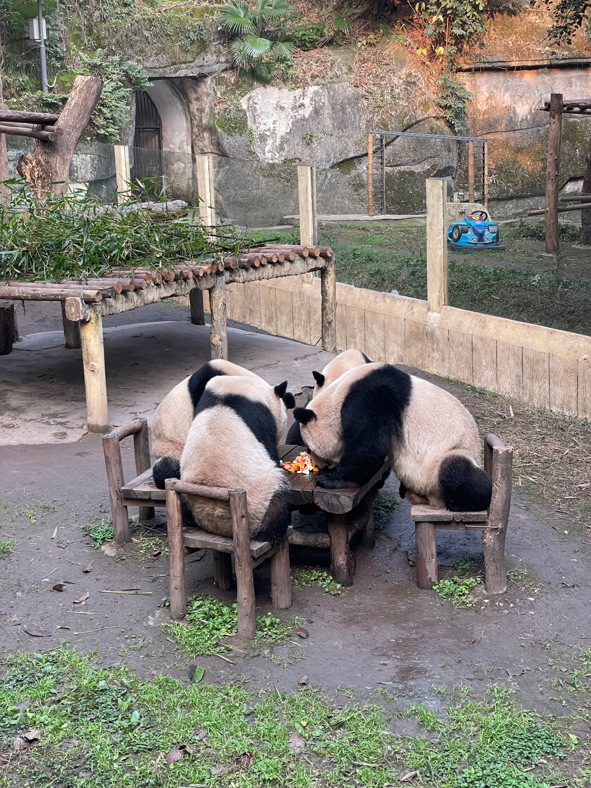 333730313431  06这一刻"重庆动物园" 00 71 74