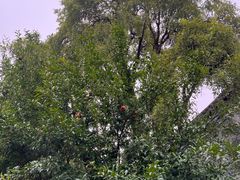 -西安关中民俗艺术博物院