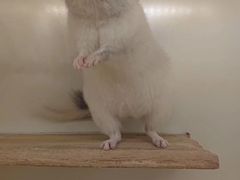 -龙猫仔乐园(惠福东路店)