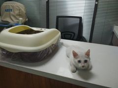 -美联众合动物医院·伴可分院·内科中心医院