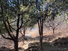 -北京西山国家森林公园