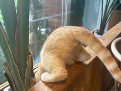 -谷咖啡·鲜花绿植花园餐厅