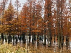 -白鹭湾湿地公园