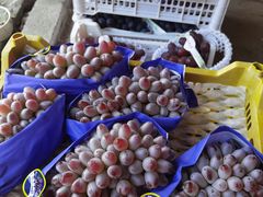 -马陆小张葡萄园农家乐