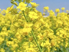 -西京湾花海