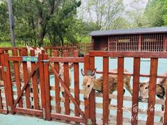 -东平国家森林公园