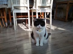 -海边的猫和咖啡馆
