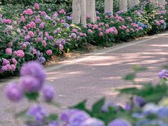 -合肥滨湖国家森林公园