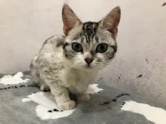 -乖乖宠物医院·猫科·急重症中心(车站北路分院)