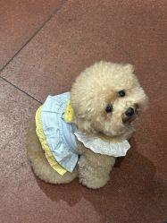 -卡门舞蹈