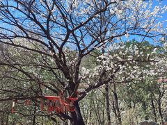 -阳台山自然风景区