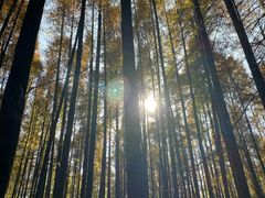 -山王坪喀斯特国家生态公园