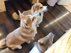 -豆柴町-柴犬主题狗咖(红鼎国际C座店)