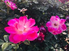 -人民公园(罗湖区)