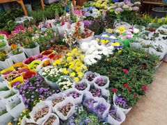 -双季花艺园艺市场(浦东店)