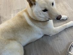 -柴迷FANS CLUB·柴犬狗咖·猫咖