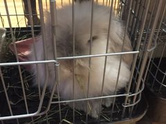 -藦茜花园宠物主题亲子互动体验馆(国顺东路店)