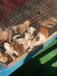 -萌宠亲子动物乐园(槐房万达店)