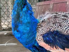 -乡党臊子面(丰庆公园店)