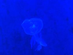 -暹罗海洋世界