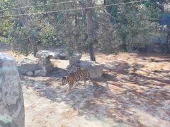 -上海野生动物园老虎餐厅