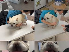-艾贝尔宠物医院 ·中兽医·宠保定点(北门桥店)
