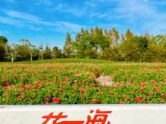 -花开海上生态园