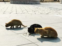 -野鸭湖国家湿地公园