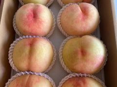 -南汇新场正宗水蜜桃采摘