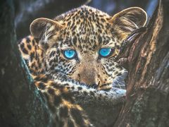 -罗红摄影艺术馆