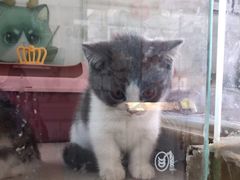 -糯米喵星人总部直营旗舰店·猫舍·幼猫出售