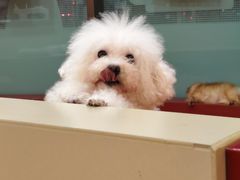 -和它·交个朋友·狗咖猫咖(爱琴海店)