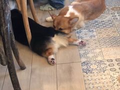 -Dog in Town Ekkamai