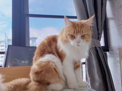 -喵园·猫主题咖啡厅·撸猫·猫咖(国贸店)