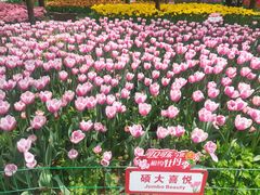 -洛阳郁金香牡丹园