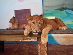 -大连森林动物园