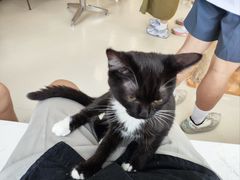 -共舞时光猫咖·狗咖(新街口店)
