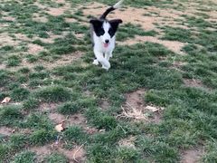 -趣玩宠物乐园寄养训犬训狗游泳池